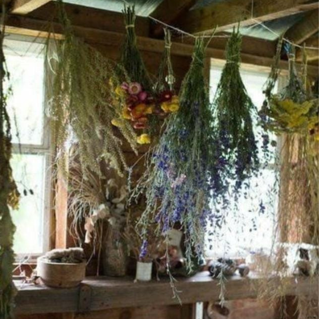 remeis i plantes catalanes